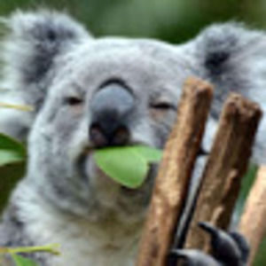 Meet your Posher, Collin